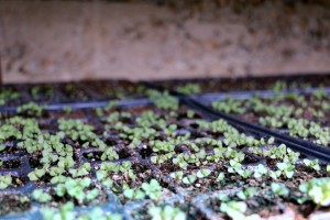 puieti-de-lavanda-angustifolia-rasariti-in-aprilie-2016